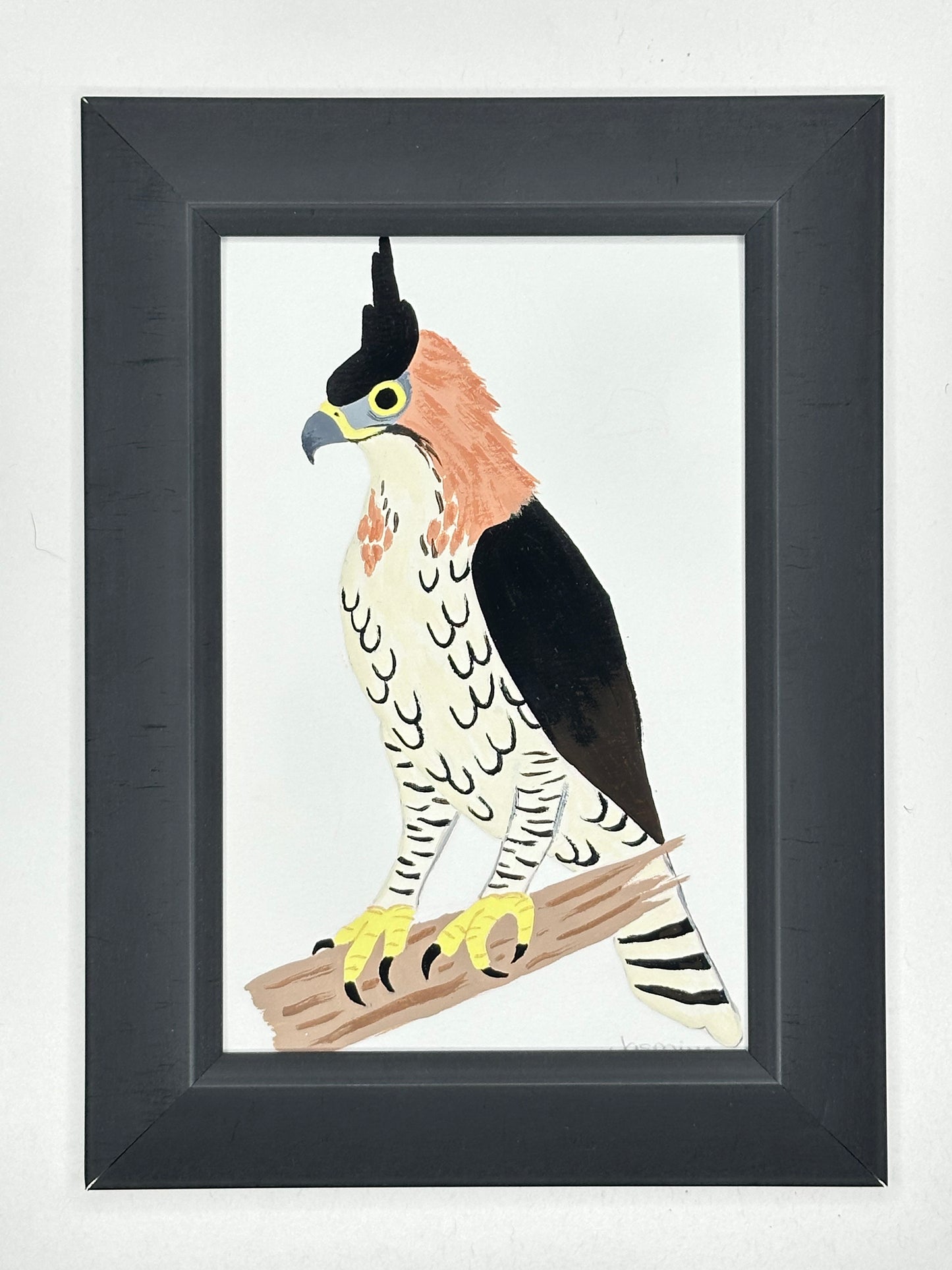 Ornate Hawk Owl