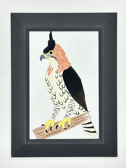 Ornate Hawk Owl