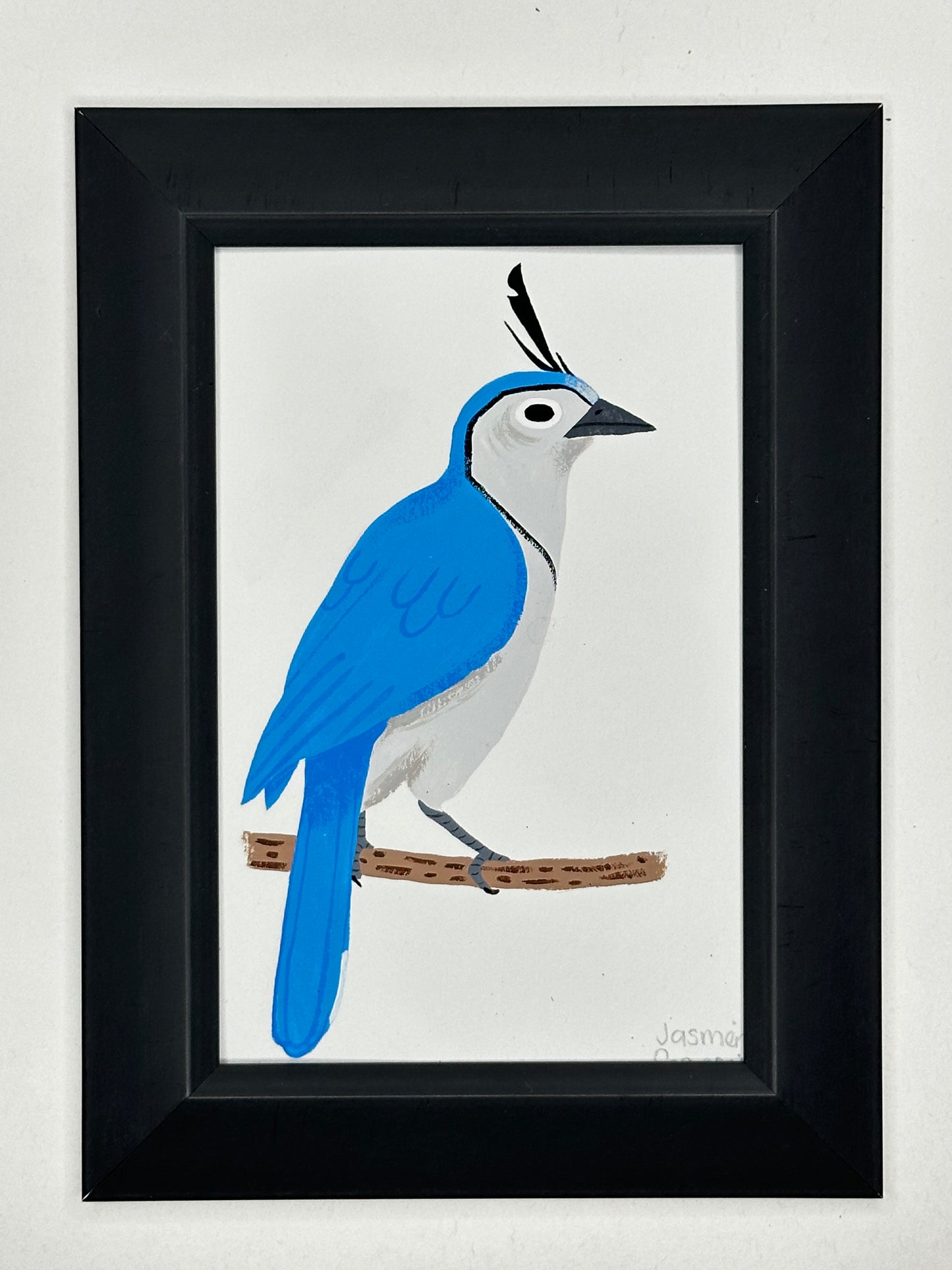 White throated magpie jay