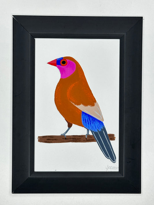 Violet-eared waxbill