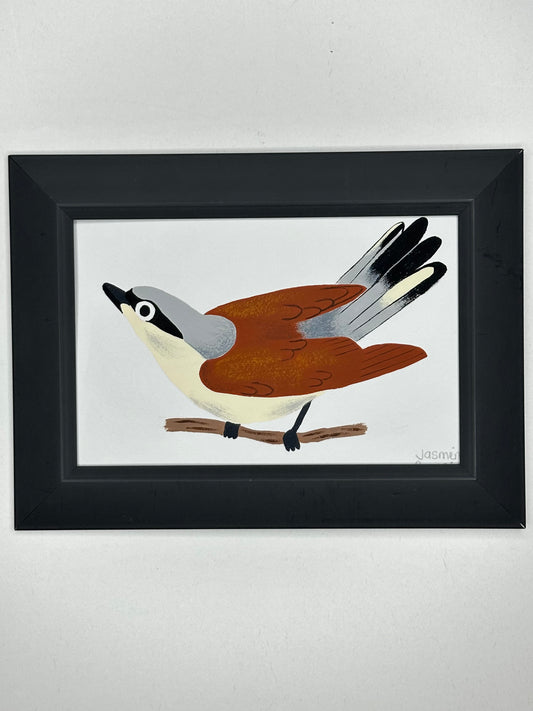 Red backed shrike