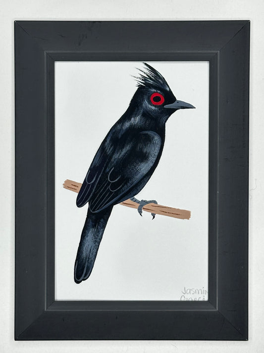 Phainopeplas