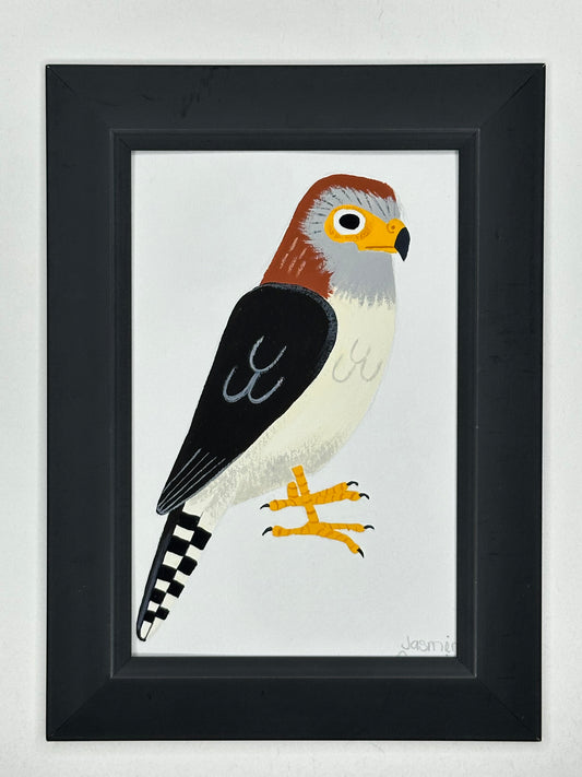 White Rumped Falcon