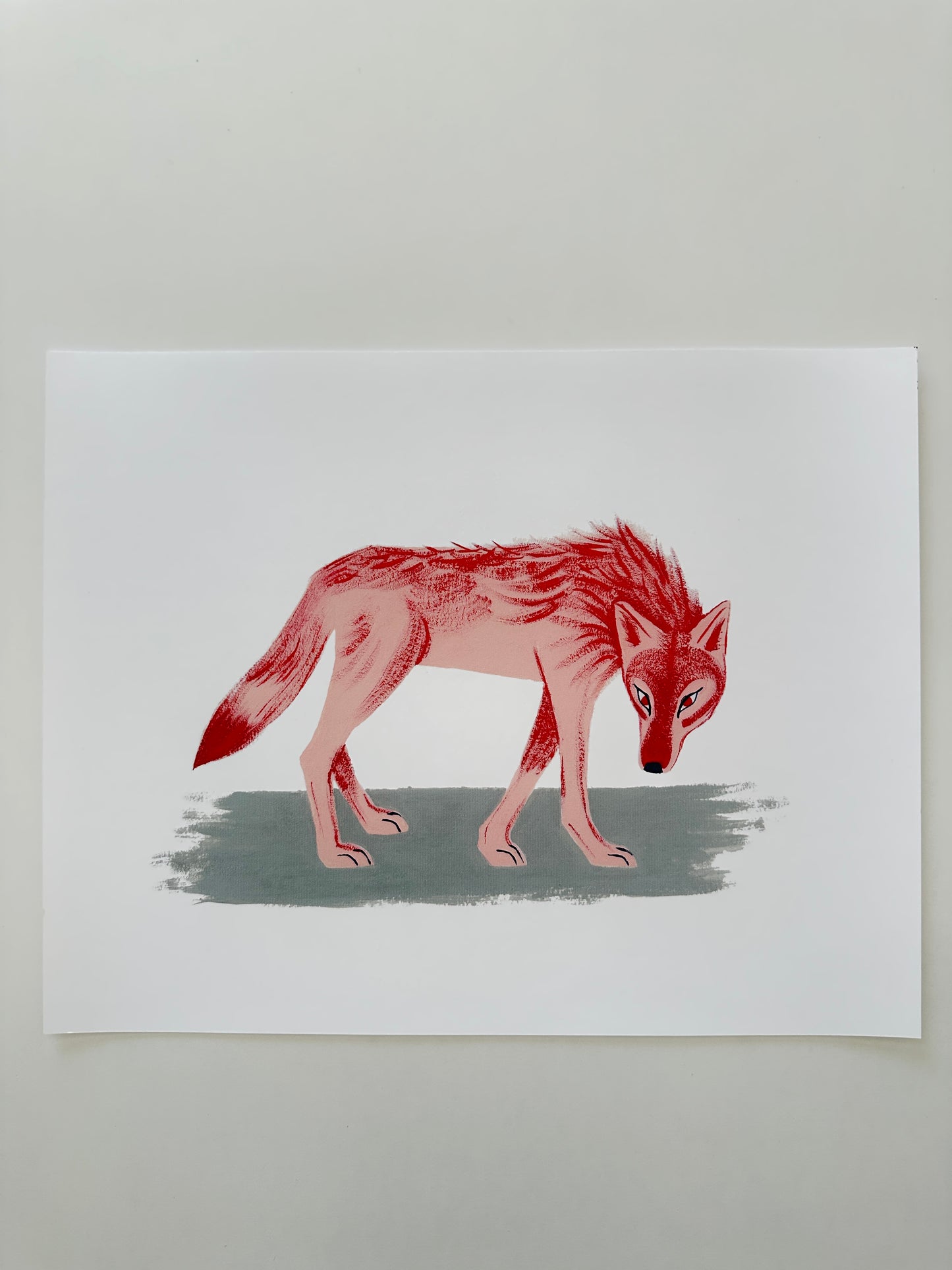 Coyote