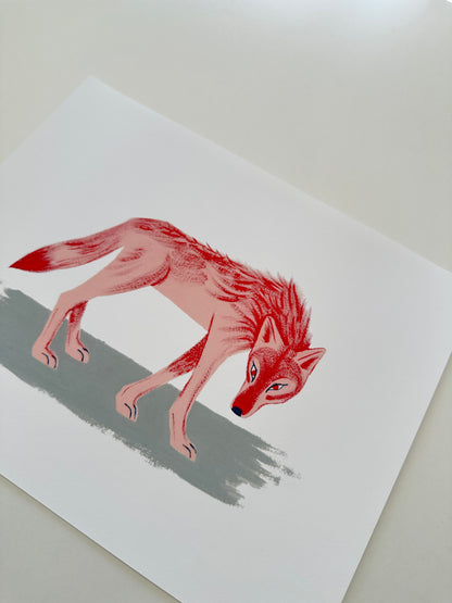 Coyote