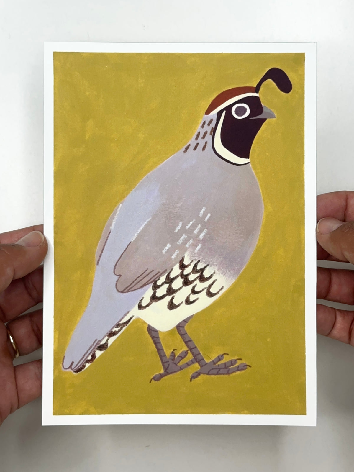 Vigilant Quail