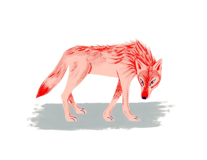 Coyote
